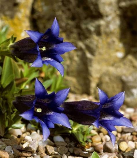 Горечавка Даурская (70 фото) » НА ДАЧЕ ФОТО