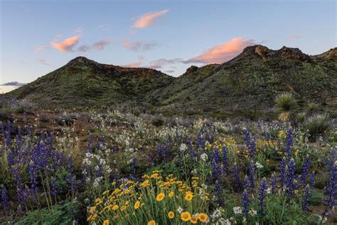 Secrets Of Texas Big Bend Wildflower Meadows Touristsecrets