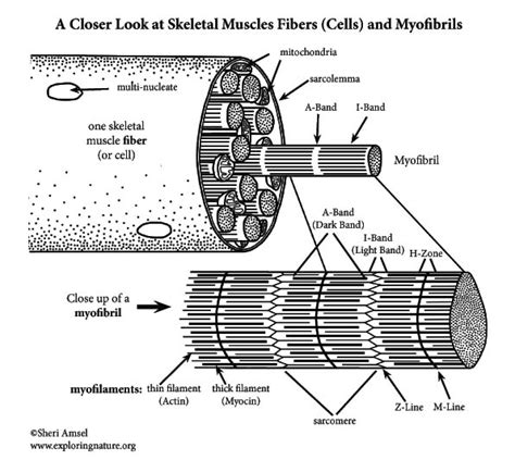 Muscle Fibers and Myofibrils - A Closer Look at Skeletal Muscle Cells ...