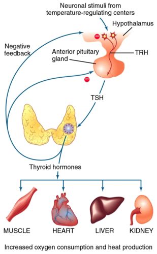 Thyroid And Parathyroid Glands Flashcards Quizlet