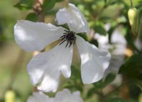 Vigorous And Carefree Climber Clematis Viticella — Enchanted Gardens