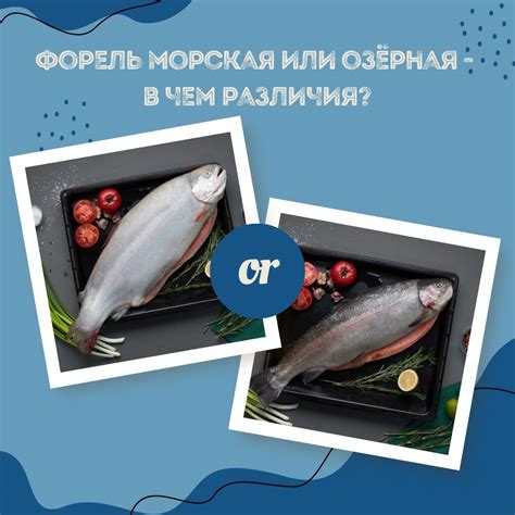 Форель морская и озёрная- в чем различия? 2023 | ВКонтакте