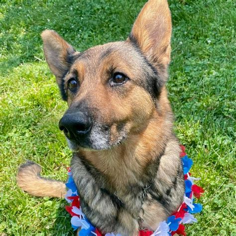 Adoptable Dogs Serendipity German Shepherd Dog Rescue