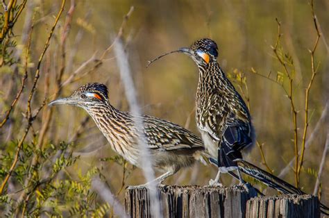 Roadrunner_BigBendStatePark(Dec26-2014)-8 | Roadrunner matin… | Flickr