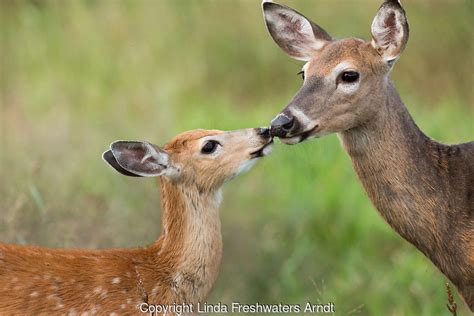Doe & Fawn Oil Painting etna.com.pe