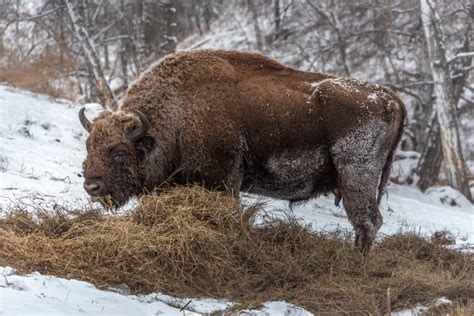 Чергинский Зубрятник в Горном Алтае - AltaiTur