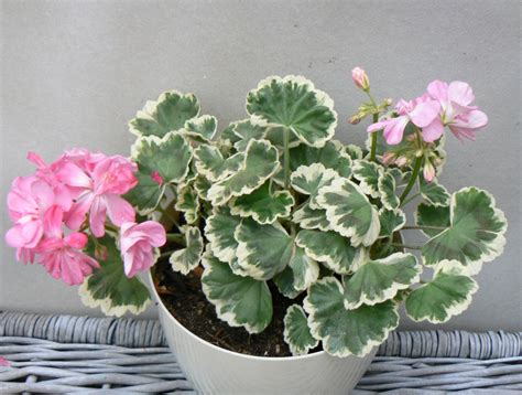 Pelargonium: 'Chelsea Gem'