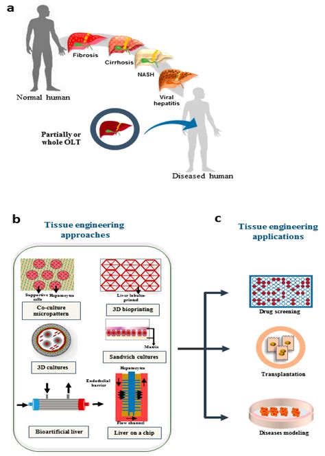 Cells Free Full Text Tissue Engineering In Liver Regenerative