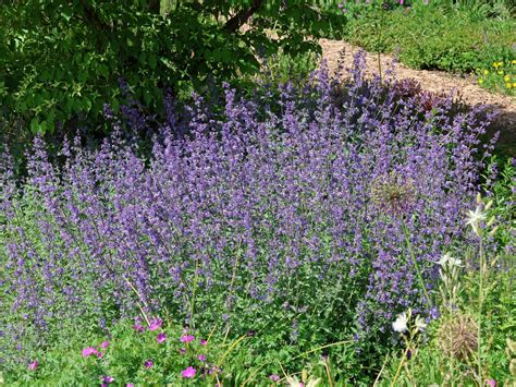 Katzenminze 'Walker's Low' - Nepeta x faassenii 'Walker's Low ...