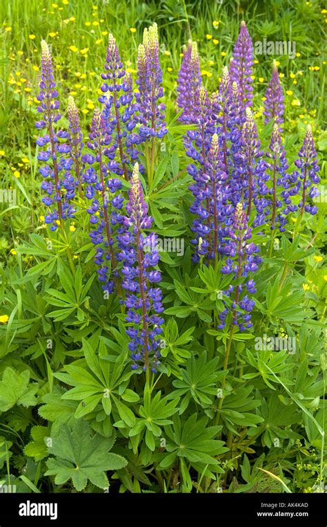 Lupin Lupinus Spec Hi Res Stock Photography And Images Alamy