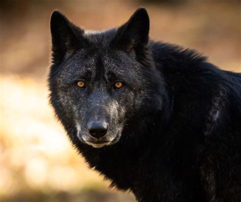 Wolf Dogs Vs Wolf Hybrids Whats The Difference Living Tiny With A
