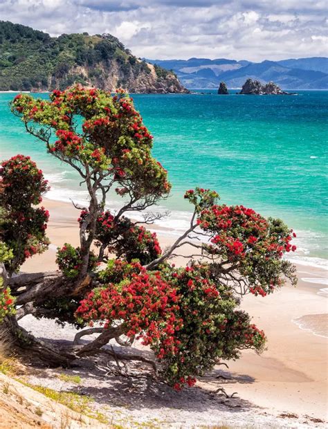A Pohutukawa Tree In Full Bloom The Sign Of Christmas In Nz New