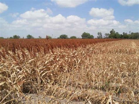 Finalizan Cosechas De Maíz Y De Sorgo