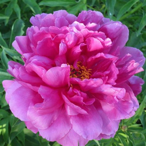 Пион Офелия (Paeonia Ofeliya) купить в Москве по низкой цене из ...