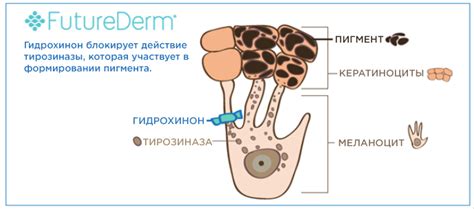 Гидрохинон что это и как действует на организм человека