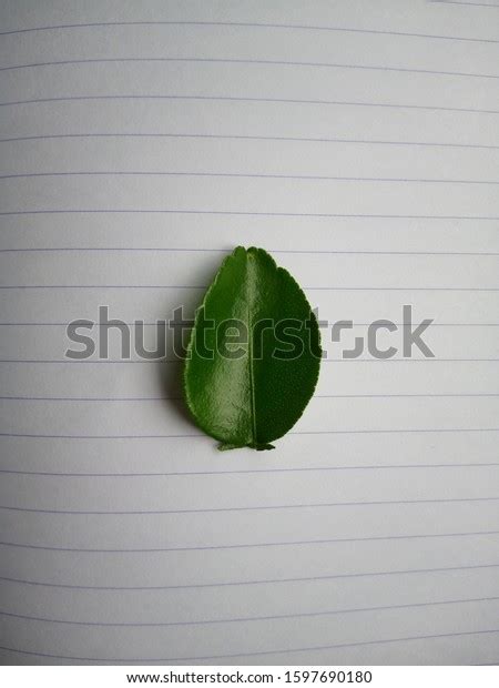 Citrus Aurantifolia Young Leaf Photographed White Stock Photo