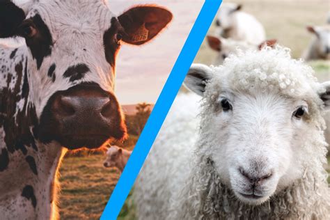 Norco Agrisolutions