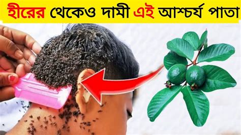 হীরের থেকেও দামী এই পাতা সকল রোগের মহাঔষধ কিন্তু কিভাবে ব্যবহারে