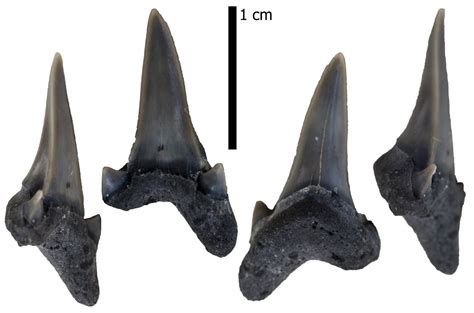 Dwardius woodwardi - Member Collections - The Fossil Forum