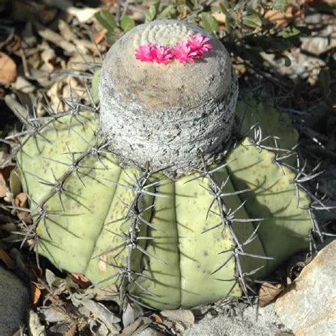 A Comprehensive Guide to 36 Melocactus Varieties: Care Tips Included ...