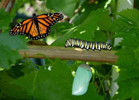 butterfly remember  life   caterpillar