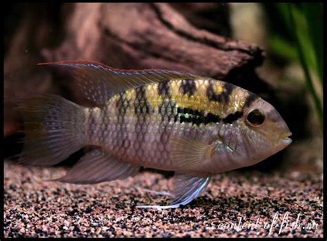 Акара перуанская