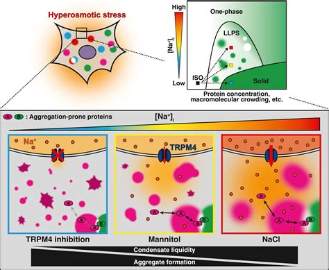 Sodium Ion Influx Regulates Liquidity Of Biomolecular Condensates In