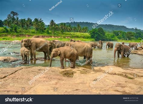Elephants Africa Mammals Nature Animal Stock Photo 1677577108