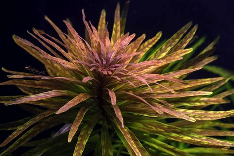 Аквариумное растение Людвигия и все его виды