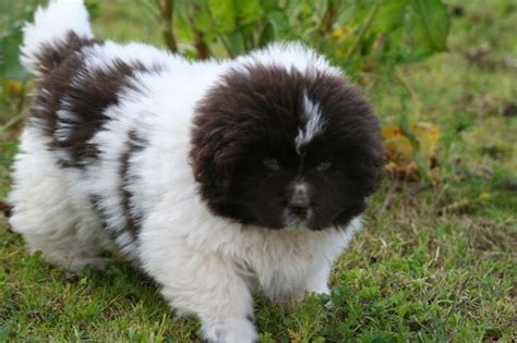 Породы собак легкого содержания