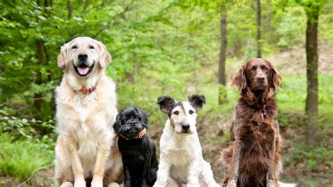 family dogs uk