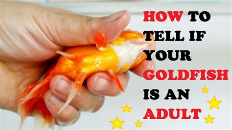 How To Tell If Your Goldfish Is An Adult YouTube