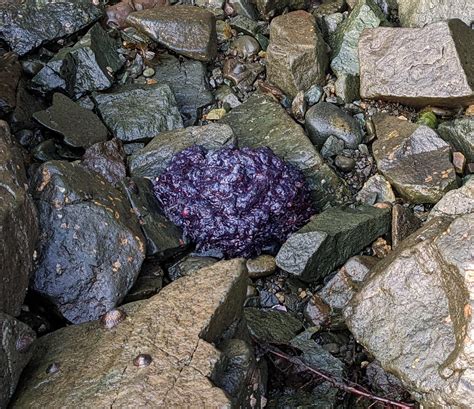 This Bear Poop Is Super Purple From All The Berries They Ate R