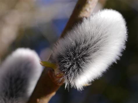 Free Pussy Willow Nature Images Pixabay