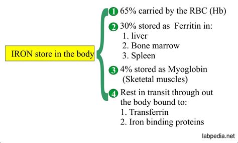 Total Iron Binding Capacity Tibc Transferrin And Transferrin