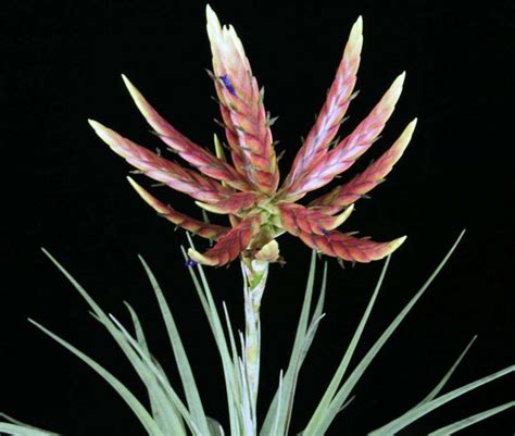 Tillandsia Species Page 9 Tropiflora