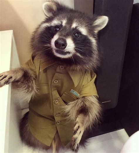 Еноты прикольные картинки (59 фото) - 59 фото