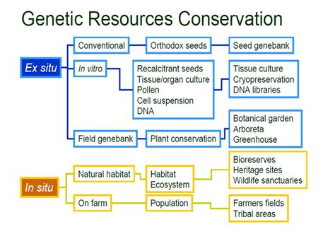 Plant Genetic Resources Advancing Conservation And Use Through