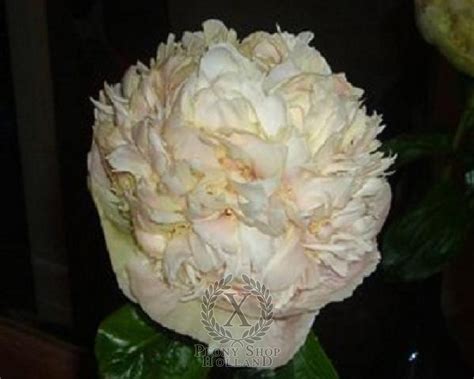 Peony Quitzin at peony nursery Peonyshop.com