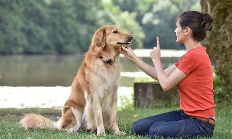 how to teach dog name