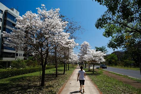 Ip S Brancos Florescem Em Bras Lia Veja Fotos