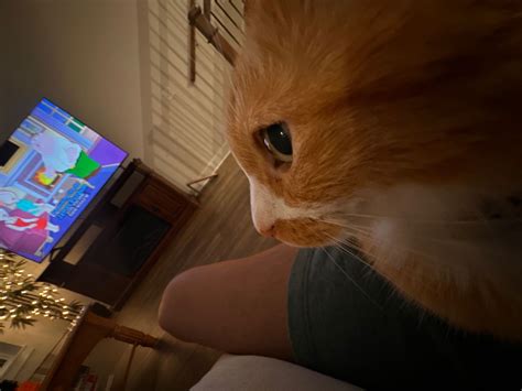 Side Eye 👁️👁️ Eyes Meme Leopard Eyes Funny Cat Pictures