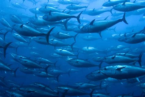 tuna fish facts   animals