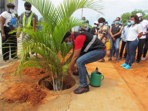 Governo Provincial de Luanda vai plantar um milhão de árvores para