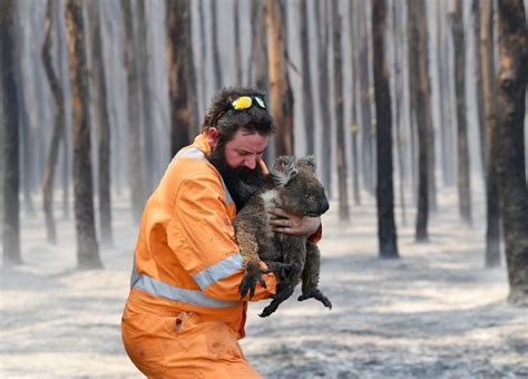 Mil millones de animales bajo fuego en Australia cómo mueren y cuáles