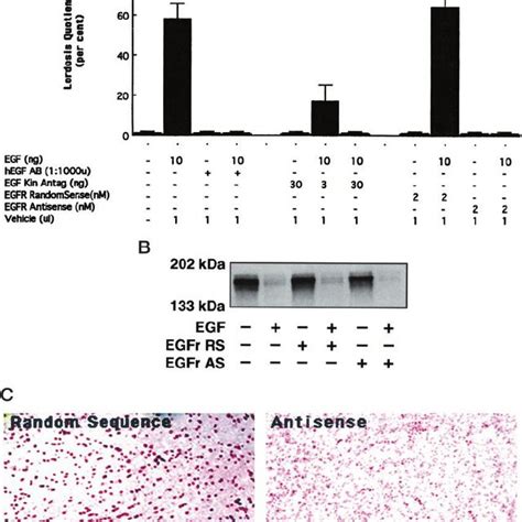 membrane bound receptors  egf mediate  behavioral effects  egf