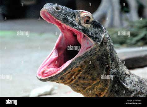 Komodo dragon with mouth wide open Stock Photo: 48022900 - Alamy