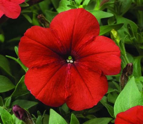 Петуния Ламбада Ред, семена – купить в питомнике "КСП" с доставкой по ...