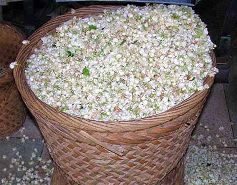 Заготовка жасмина для чая: сбор, сушка и хранение цветов жасмина в ...