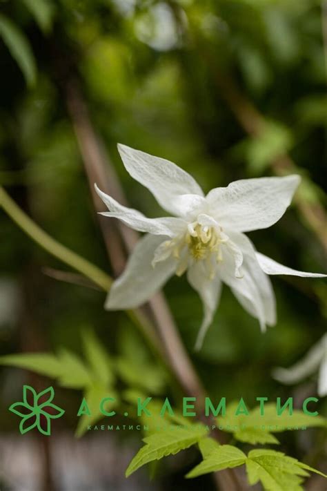 Купить Клематис Альбина Плена (Albina Plena) — АС-Клематис